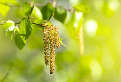 Die Früchte des Birkenbaums